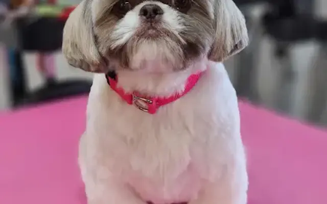 Morgan’s Pet Salon in North Wilkesboro, NC