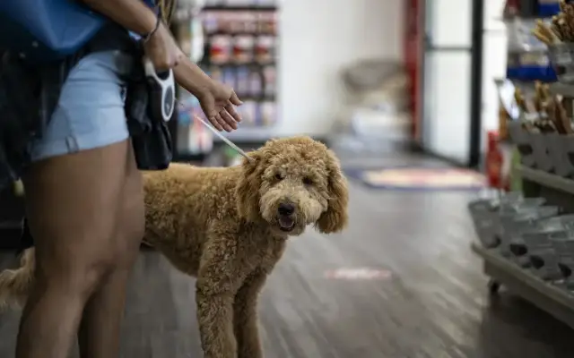 The Dog Stop - Kenner, LA in Kenner, LA