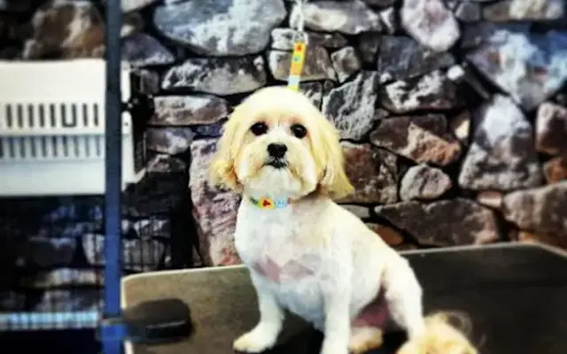 Silver Dog Grooming Salon in Grayslake, IL
