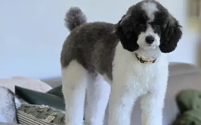 Jessie’s Pooch Parlor in Blairsville, GA