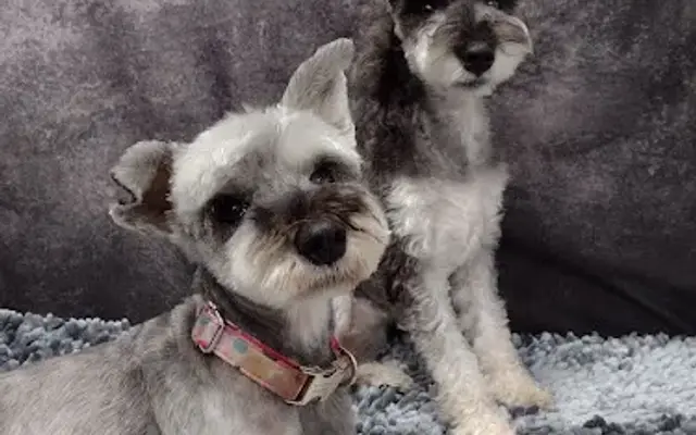 Gypsy Hill Mobile Pet Grooming Studio in Dumfries, VA