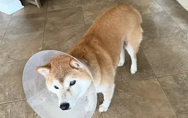 Community Pet Hospital in Bartlett, TN