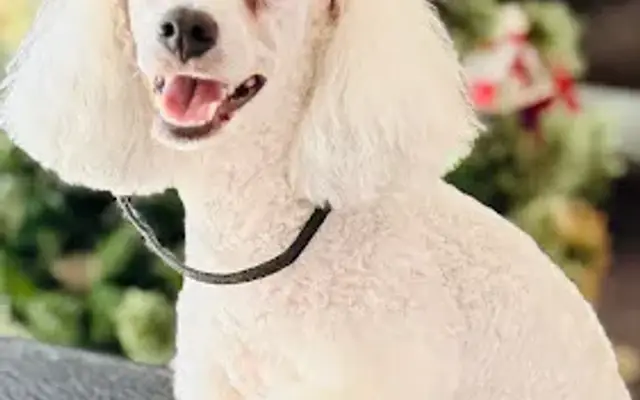 Jennie's Doggie Styling in Pflugerville, TX