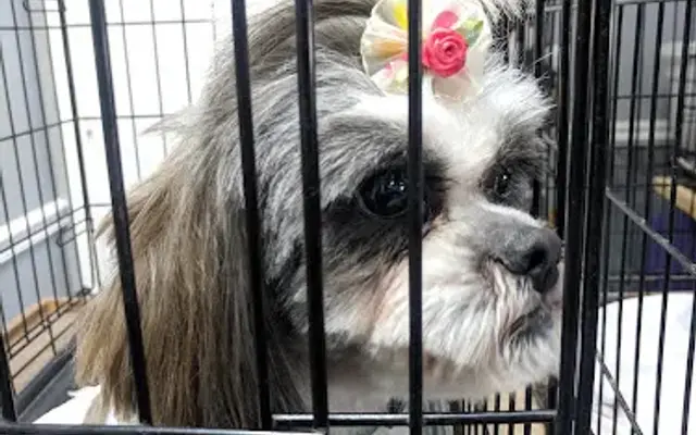 Hot Dogs Grooming Salon in Terrell, TX