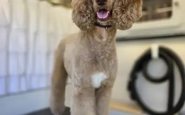 Elysian Canine Mobile Grooming Spa in Lake Wylie, SC