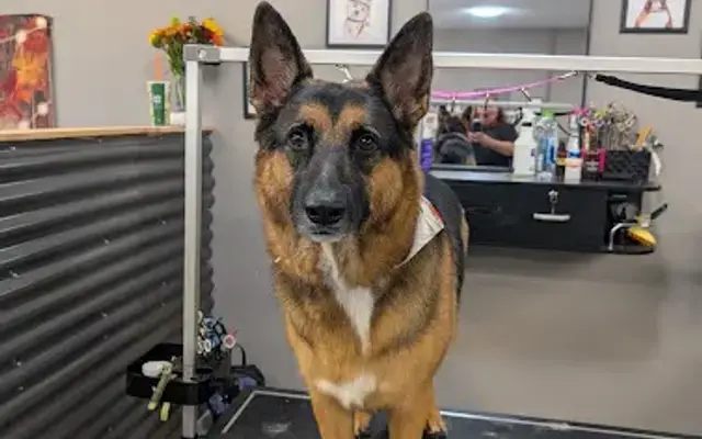 Four Paws Pet Grooming in Nevada City, CA