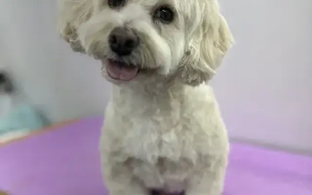 The Little Dog Salon Mobile Dog Grooming and Skin Care in Longview, WA