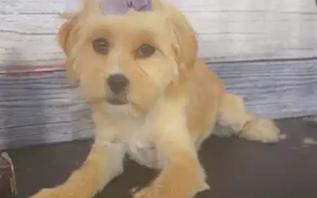 Happy tails in Maple Heights, OH