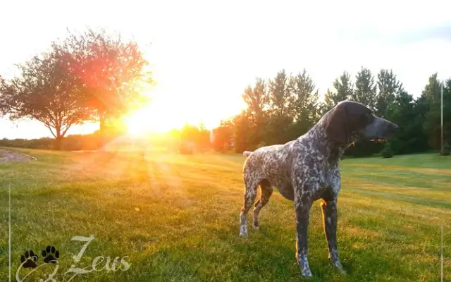 Bob's Animal Friends in Mantorville, MN