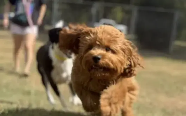 Circle Lake Ranch Pet Resort - Dog Boarding & Grooming in Katy, TX