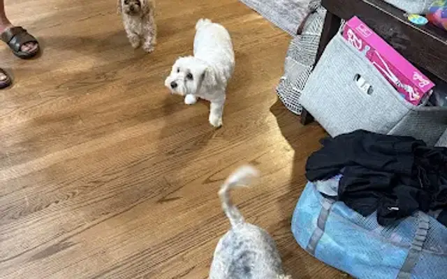 Lady's Tidy Tails in Wappingers Falls, NY
