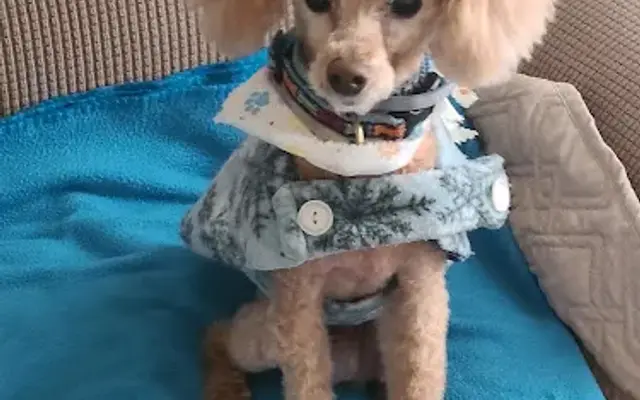 The Grooming Guru LLC in Denver, PA