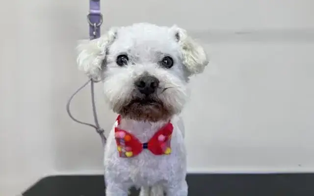 Groomzbymels in Los Angeles, CA