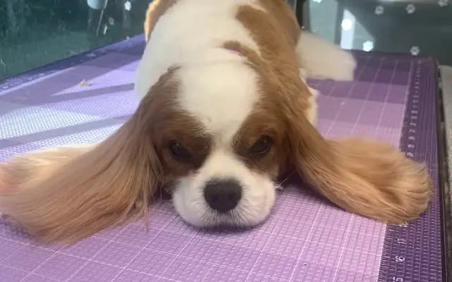 Rainbow Pet Groomer (Mobile) in South San Francisco, CA