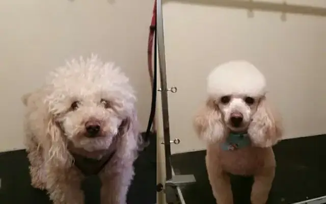 Aaron's Dog Grooming in Fishkill, NY