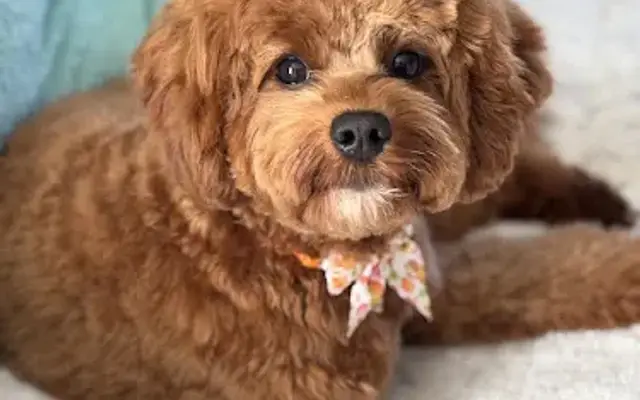 Best Buddy Grooming in Columbia, NJ