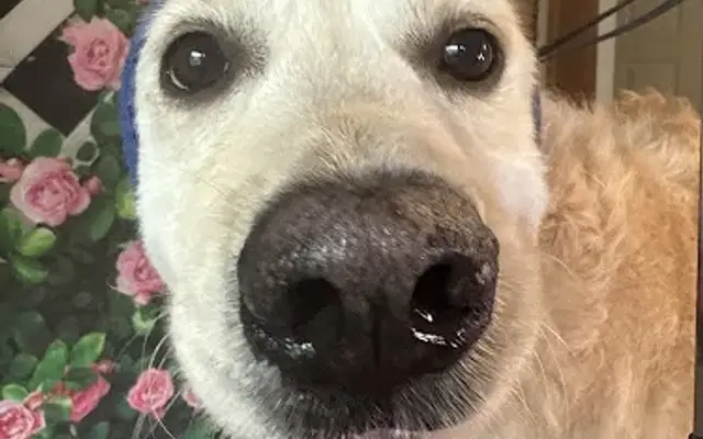 Alpha Paws in Terrell, NC