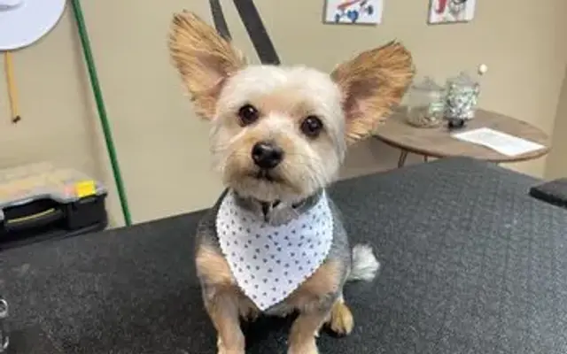 Bark N Buff Pet Salon in Edmond, OK