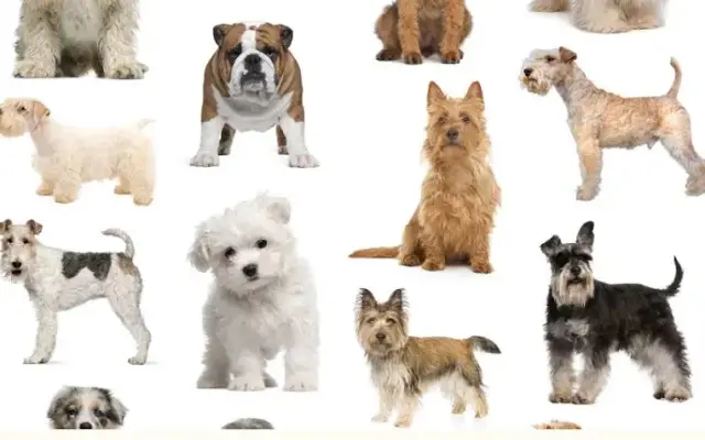 Grimes Dog Grooming in Milledgeville, GA