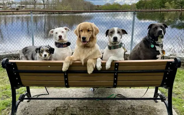 Marissa's Mutts LLC in Norwell, MA