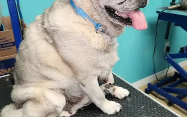 Heaven grooming in Largo, FL