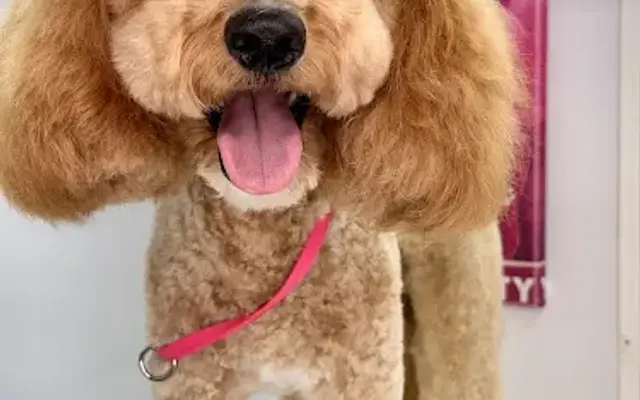 Mobile Dog Grooming GIRL&DOGGIES in Issaquah, WA