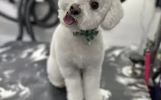Modern Mobile Dog Spa in Phoenix, AZ