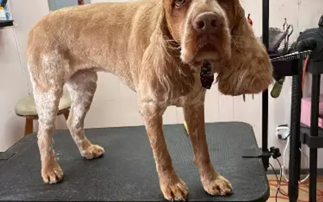 Nitty Gritty Pet Grooming in Mineral Wells, TX