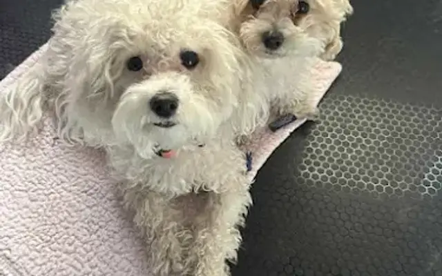 Lords of Dogtown Mobile Grooming in Peoria, AZ