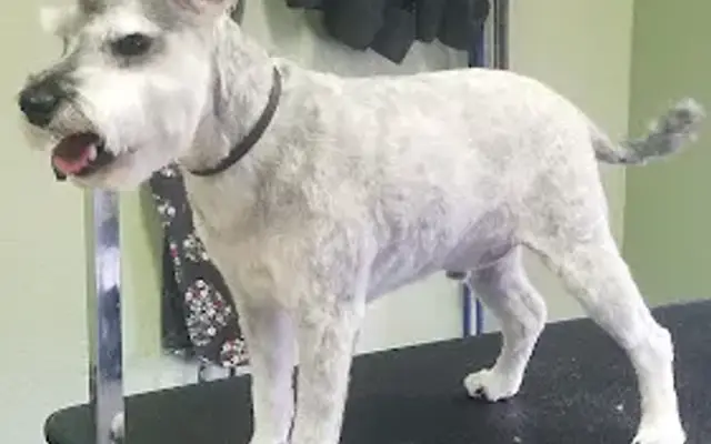 The Cottonwood Dog Spa in Cottonwood, AZ