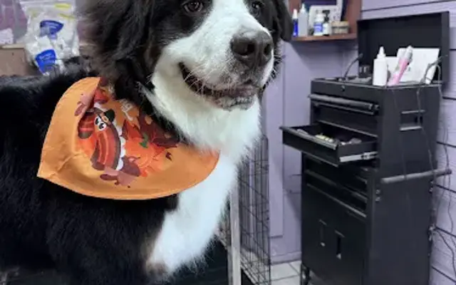 Loretta's Paws and Claws Spa in Maggie Valley, NC