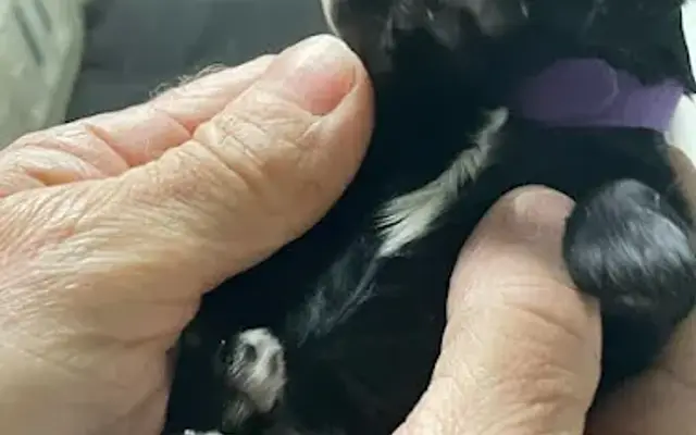 PetSmart Grooming in Springfield, PA