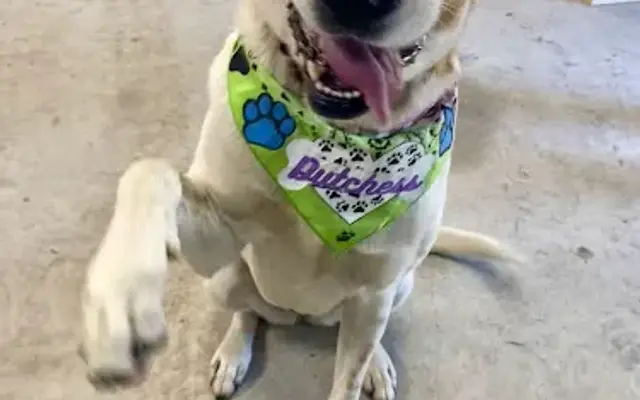 405 Paws Mobile LLC in Moore, OK