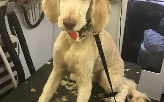 Tailz Mobile Grooming Pet Spa in Deer Park, NY