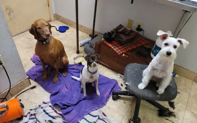 Katy's Grooming in Austin, TX