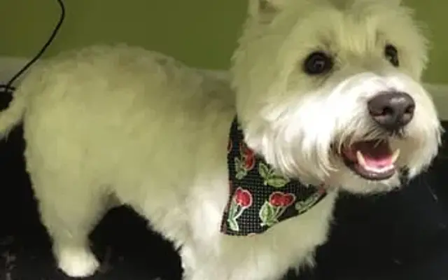Ooh La La Pet Spa in Hillsborough, NC