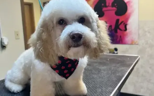MaKs Paw Spa in Paola, KS
