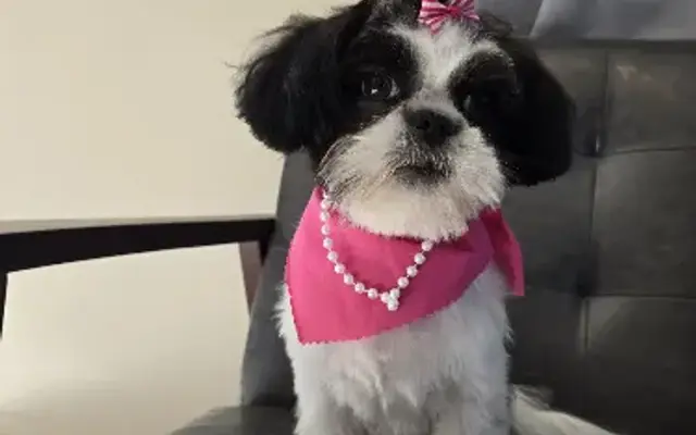 502 Paw Spa in Fairdale, KY
