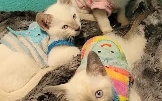 All Springs Veterinary Hospital in Live Oak, FL