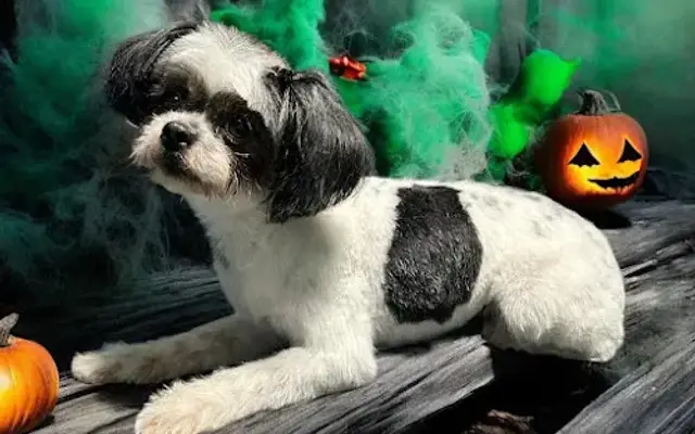 Loyal Pet Care LLC in Haltom City, TX