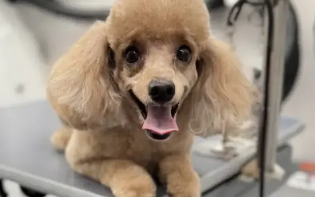 DapperTails Mobile Pet Grooming of Chandler in Gilbert, AZ