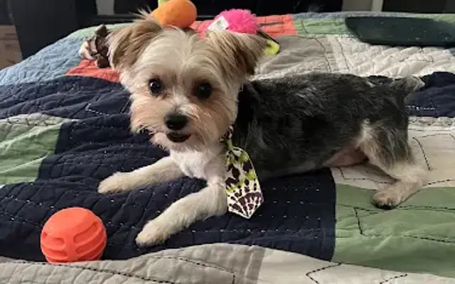 PrettyLuxe Pets in Martinsville, IN