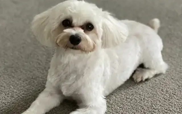 Pet Barber in Sutton, MA