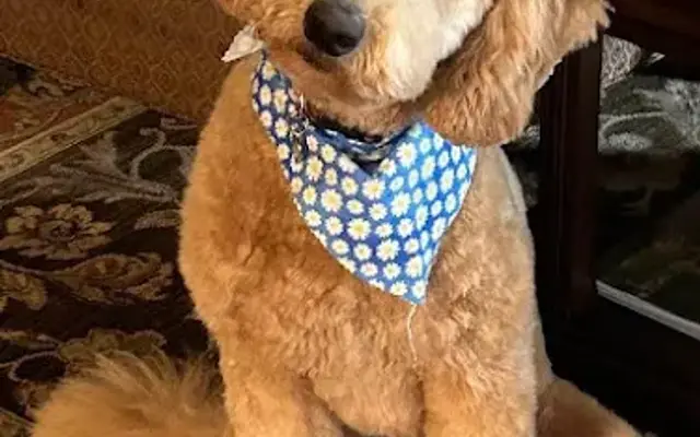 Refined K9 in Northville, MI