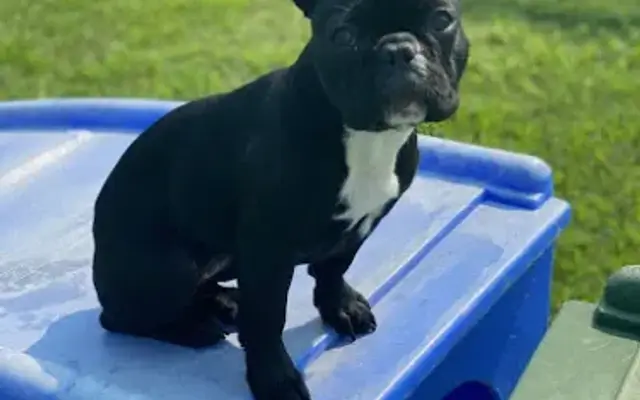 Pet Perfection in Four Oaks, NC