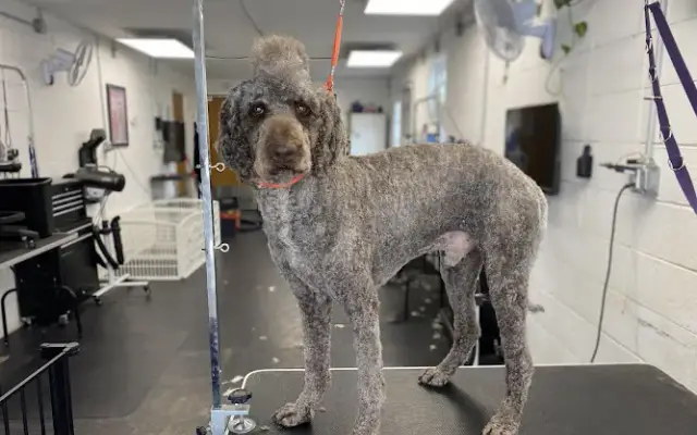 Tender Touch Pet Grooming in Dobson, NC