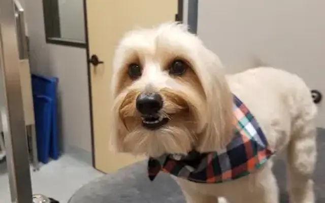 Grooming by Leigh Anne at Forest Crossing Animal Hospital in The Woodlands, TX