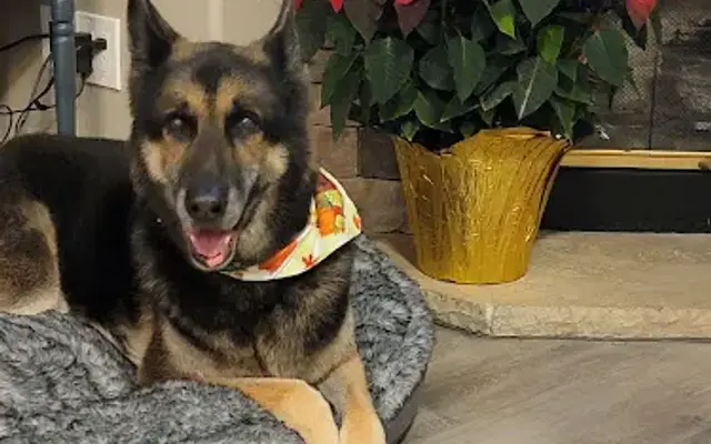 Temecula Barkway Mobile Grooming in Temecula, CA