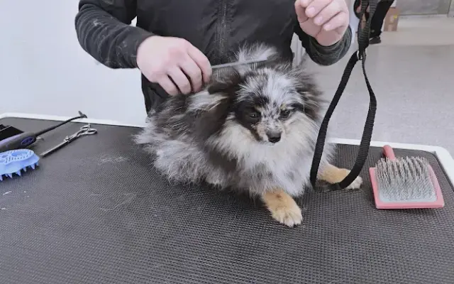 Barking Pawlor in Baldwin Park, CA