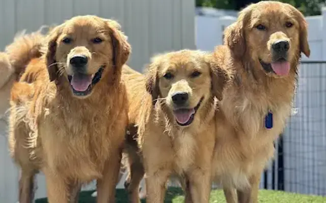 Camp Canine - Dog Daycare & Boarding in Waseca, MN